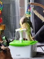 Pyrrhura dame, 1 jaar, Dieren en Toebehoren, Vogels | Parkieten en Papegaaien, Vrouwelijk, Parkiet, Geringd
