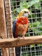Bleekkop opaline, Dieren en Toebehoren, Vogels | Parkieten en Papegaaien, Meerdere dieren, Parkiet