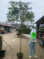 Lei portugese laurier azorica tico 200 stam 12-14 cm, Ophalen, Zomer, Halfschaduw, 100 tot 250 cm