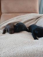 Labrador retriever pups met stamboom, CDV (hondenziekte), 8 tot 15 weken, Labrador retriever, Meerdere dieren
