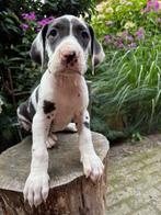 Mooie duitse dog pups, Dieren en Toebehoren, Honden | Bulldogs, Pinschers en Molossers, Nederland, Overige rassen, CDV (hondenziekte)