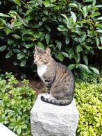 Kater 8 jr , gecastreerd en chip., Dieren en Toebehoren, Kater, Gechipt, 6 jaar of ouder