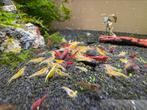 Garnaalen afschot | Shrimp culls, Eén persoon, Arrangement