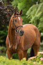 9 jarige fok-, draag- of gezelschap merrie, Merrie, Springpaard, Met stamboom, M