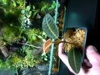 Labisia sp, Ophalen of Verzenden, Halfschaduw, Minder dan 100 cm