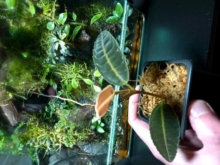 Labisia sp, Huis en Inrichting, Kamerplanten, Minder dan 100 cm, Halfschaduw, Ophalen of Verzenden