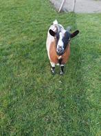 Geit, mieke, Dieren en Toebehoren, Schapen, Geiten en Varkens, 6 jaar of ouder, Vrouwelijk, Geit