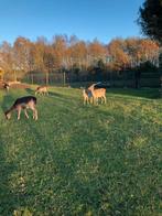 Damherten, Juli, Vrouwelijk