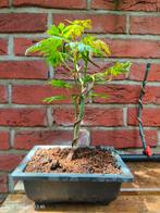 Japanese Acer Japanse Esdoorn Bonsai, Tuin en Terras, Planten | Bomen, Ophalen, Bloeit niet, Halfschaduw, Overige soorten