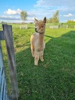 Alpaca dekservice - met dracht- & veulengarantie, Maart, Mannelijk
