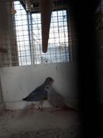 diamant duifjes, Dieren en Toebehoren, Vogels | Duiven, Meerdere dieren, Overige soorten