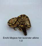 Enchi Mojave het lavender albino man, Slang, 0 tot 2 jaar