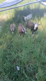 bonte melkgeit lammeren, Dieren en Toebehoren, Schapen, Geiten en Varkens, Meerdere dieren, Geit