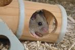 Dwerghamsters, Dieren en Toebehoren, Knaagdieren, December, Meerdere dieren, Hamster