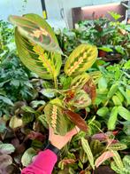 Maranta Fascinator - Gebedsplant p12, Huis en Inrichting, Kamerplanten, Ophalen of Verzenden, Halfschaduw, Minder dan 100 cm