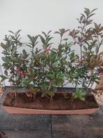 kant en klare Photinia 'Carré Rouge' (Glansmispel), Tuin en Terras, Planten | Bomen, Ophalen of Verzenden, Volle zon, Overige soorten