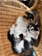 Lapjes kat - Kittens, Dieren en Toebehoren, Poes