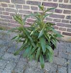 Te koop witte margrieten dit is een vaste plant, Ophalen, Zomer, Overige soorten, Halfschaduw
