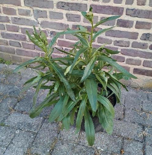 Te koop witte margrieten dit is een vaste plant, Tuin en Terras, Planten | Tuinplanten, Overige soorten, Halfschaduw, Zomer, Ophalen