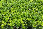 Ilex Crenata 10/20 cm, Tuin en Terras, Planten | Struiken en Hagen, Ophalen of Verzenden, Hulst, Minder dan 100 cm