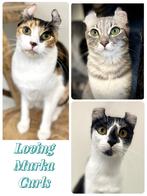 American Curl poezen | fantastische karakter | stamboom, Poes