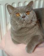 Brits korthaar lilac DBE en Fawn (drager Ticked), Dieren en Toebehoren, Katten en Kittens | Raskatten | Korthaar, Kater, Gechipt