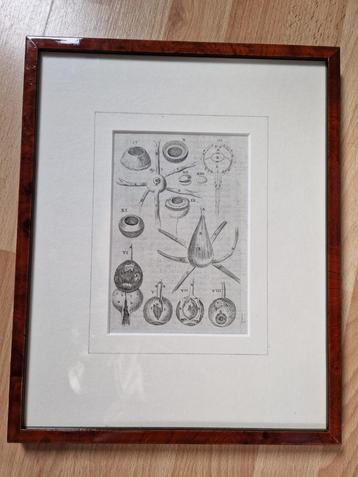 Gravure anatomie van het oog beschikbaar voor biedingen