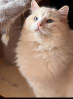 Prachtige red lynx bicolor ragdoll kater met stamboom, Dieren en Toebehoren, Katten en Kittens | Raskatten | Langhaar, Kater, Met stamboom