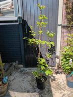 Cornus Kousa Karnoelje, Tuin en Terras, Planten | Bomen, Ophalen, Volle zon, Overige soorten, Minder dan 100 cm