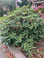 Gratis! 3 boeren hortensia’s en 1 azalea, Tuin en Terras, Planten | Struiken en Hagen, Ophalen, Hortensia, Struik, 100 tot 250 cm