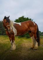 FOTOSHOOT PONY/PAARD VOOR VERKOOP!, Dieren en Toebehoren, Ophalen, Nieuw, Overige soorten