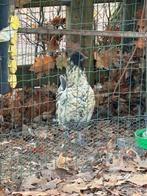 Kuifhoender x zijdehoender, Dieren en Toebehoren, Pluimvee, Meerdere dieren, Kip