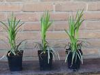Leliegras Liriope Big Blue Ingwersen  Moneymaker P9 siergras, Tuin en Terras, Planten | Tuinplanten, Ophalen, Vaste plant, Overige soorten