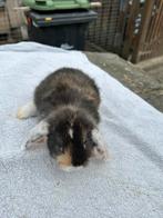Hangoor dwerg konijntjes  NHD, Dieren en Toebehoren, Meerdere dieren, Dwerg, Hangoor, 0 tot 2 jaar