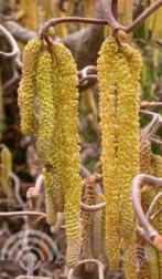 Corylus avellana Gewone hazelaar hazelnoten voedselbos, Tuin en Terras, Planten | Tuinplanten, Overige soorten, Vaste plant, Ophalen of Verzenden