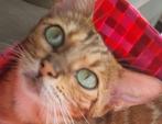 Aanhankelijke Bengaal poes mooi patroon glitter groene ogen, Poes, Gechipt, 3 tot 5 jaar