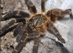 0-0-1 Pterinochilus murinus (DCF) €35 incl. bakje, Overige soorten, Met terrarium, 0 tot 2 jaar