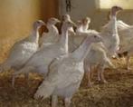 Witte Kalkoenen........, Meerdere dieren, Kalkoen