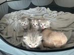 Britse korthaar kittens, Dieren en Toebehoren, Katten en Kittens | Raskatten | Korthaar, Meerdere dieren, Ontwormd, 0 tot 2 jaar