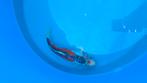 17 stuks Japanesekoi 30 tot 50 cm in één koop aangeboden, Dieren en Toebehoren, Vissen | Vijvervissen, Karper of Koi