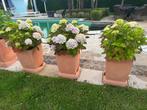 NIEUWE kunststof bloembak plantenbak compleet met Hortensia, Kunststof, Tuin, Vierkant, Zo goed als nieuw