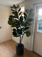 Mooie kunstplant Ficus Lyrata H210 cm, Huis en Inrichting, Ophalen, Zo goed als nieuw, Binnen