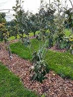 2 Perenbomen, Tuin en Terras, Planten | Fruitbomen, Ophalen, Lente, Volle zon, 100 tot 250 cm
