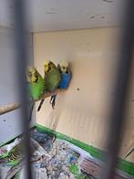 Engelse grasparkiet, Dieren en Toebehoren, Vogels | Parkieten en Papegaaien, Meerdere dieren, Parkiet, Geringd