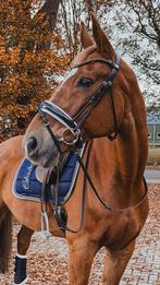 Donkerbruin Lemieux hoofdstel maat full, Dieren en Toebehoren, Paarden en Pony's | Verzorgingsproducten, Ophalen of Verzenden