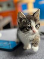 Kittens ‍, Dieren en Toebehoren, Katten en Kittens | Raskatten | Korthaar, 0 tot 2 jaar, Kater