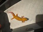 Luipaardgekko, Dieren en Toebehoren, Hagedis
