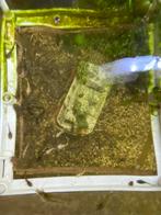Gratis vissen algeneters pleco’s, Vis, Zoetwatervis