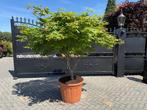Japanse esdoorn acer palmatum Osakazuki meerstammig, Vaste plant, Bloeit niet, Halfschaduw, Ophalen