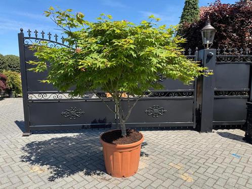 Japanse esdoorn acer palmatum Osakazuki meerstammig, Tuin en Terras, Planten | Tuinplanten, Vaste plant, Overige soorten, Halfschaduw